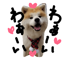 [LINEスタンプ] 秋田犬こむぎ ②