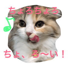 [LINEスタンプ] 小悪魔猫のしちみ