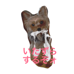 [LINEスタンプ] ヨークシャテリアわさびのスタンプ
