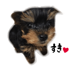 [LINEスタンプ] こてつらいふ