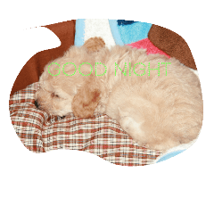[LINEスタンプ] dog lovely2
