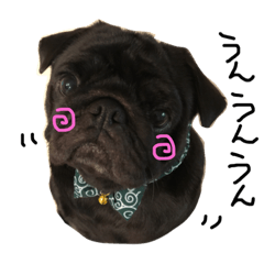 [LINEスタンプ] 黒パグ ゴマ