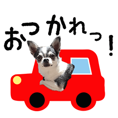 [LINEスタンプ] チワワの白黒3兄妹