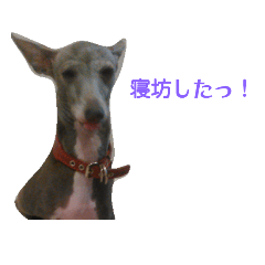 [LINEスタンプ] 癒やしのイタグレ(学生用)