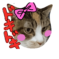 [LINEスタンプ] 猫のあんちゃん