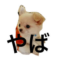 [LINEスタンプ] チワワとモモンガ