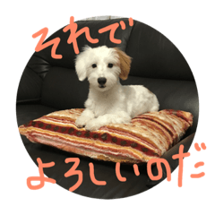 [LINEスタンプ] マルくんのまいにち