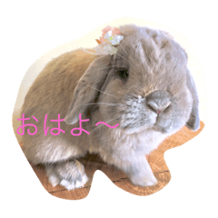 [LINEスタンプ] ラウ家のうさぎ達♪