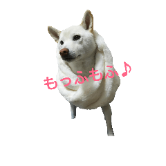 [LINEスタンプ] Daily life stamp white shiba dog Mocchi2