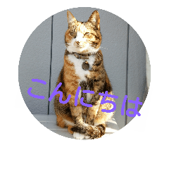 [LINEスタンプ] 三毛猫と黒猫
