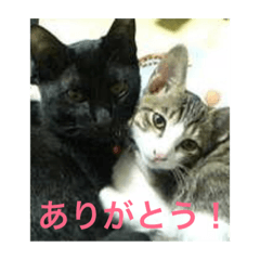 [LINEスタンプ] ねこたちいっぱい