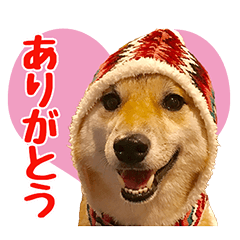 [LINEスタンプ] 柴犬はるのすたんぷ