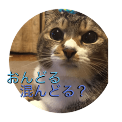 [LINEスタンプ] Koreaねこぴっぴ