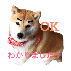 [LINEスタンプ] 柴犬こなつらいふ