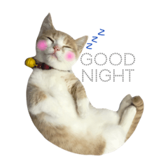 [LINEスタンプ] Milk_cat