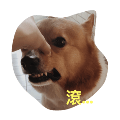 [LINEスタンプ] The Two Corgis