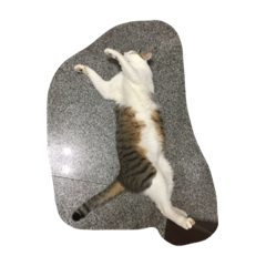 [LINEスタンプ] Kuchi meow yoga