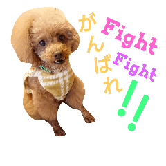 [LINEスタンプ] Toy poodle_Puramu_2