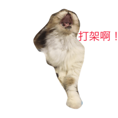 [LINEスタンプ] My cute cat 1