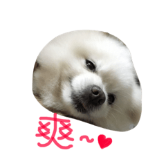 [LINEスタンプ] O-King dog face