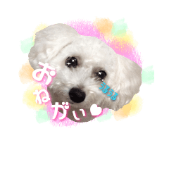 [LINEスタンプ] ふうにゃんと仲間たち