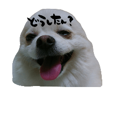 [LINEスタンプ] 半田家のゆずスタンプ