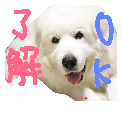 [LINEスタンプ] グレートピレニーズ はな