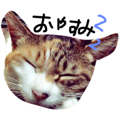 [LINEスタンプ] 動物スタンプ♡