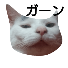 [LINEスタンプ] 白黒ねこ家族