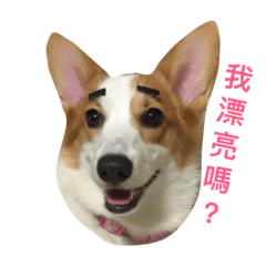 [LINEスタンプ] Corgi DoDo short legs sister2