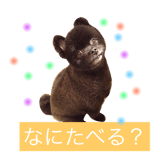 [LINEスタンプ] 黒ポメジルちゃんのスタンプ