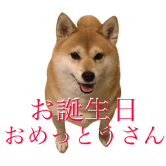 [LINEスタンプ] 京柴犬−其の二