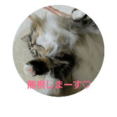 [LINEスタンプ] 猫のはるくん