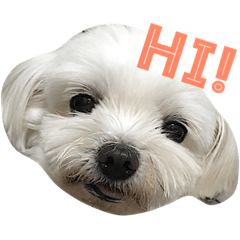 [LINEスタンプ] Baby guaiguai