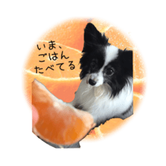 [LINEスタンプ] パピヨンのMILK君