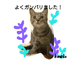 [LINEスタンプ] 子ネコのつぶやき