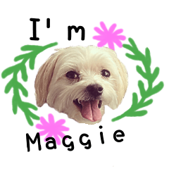 [LINEスタンプ] The beautiful Maltese named Maggie