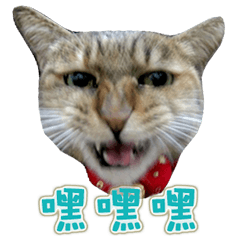 [LINEスタンプ] cat enthusiast life4