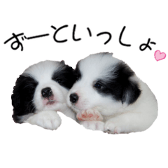 [LINEスタンプ] すまいるボーダーコリーvol.2【子犬編】