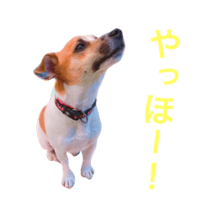 [LINEスタンプ] 日常わんこ ジャックラッセルテリア