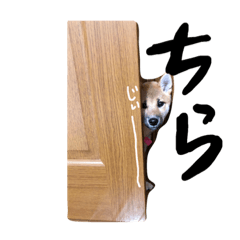 [LINEスタンプ] 柴犬 りずちゃん スタンプ vol.1♡