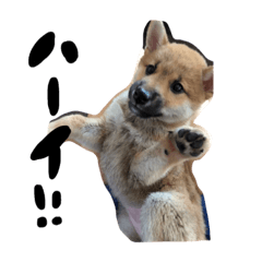 [LINEスタンプ] ♡柴犬 りずちゃん スタンプ vol.2♡の画像（メイン）