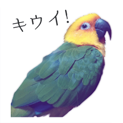 [LINEスタンプ] キウイ、かわいい鳥