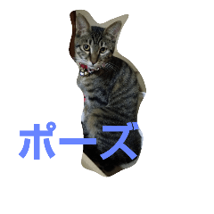 [LINEスタンプ] キャットズ