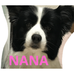 [LINEスタンプ] ボーダーコリー NANA