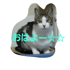 [LINEスタンプ] 家猫 ミル