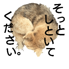 [LINEスタンプ] 雑種犬タローの1日