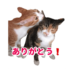 [LINEスタンプ] ネコのおあげとおこげ