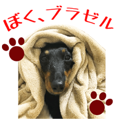 [LINEスタンプ] ぼく、ブラゼルの画像（メイン）