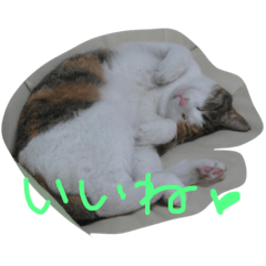 [LINEスタンプ] ねこまる日和パートつー